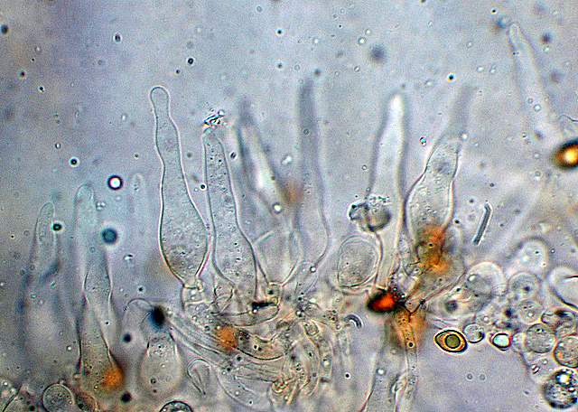 Galerina da deteminare n�11.